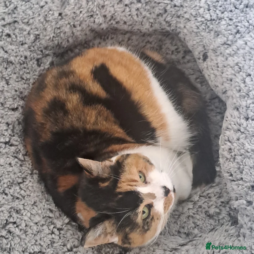 Mixed Breed cats for sale: 5 years old. Speyed. Very friendly. in Stockport - Advert 2