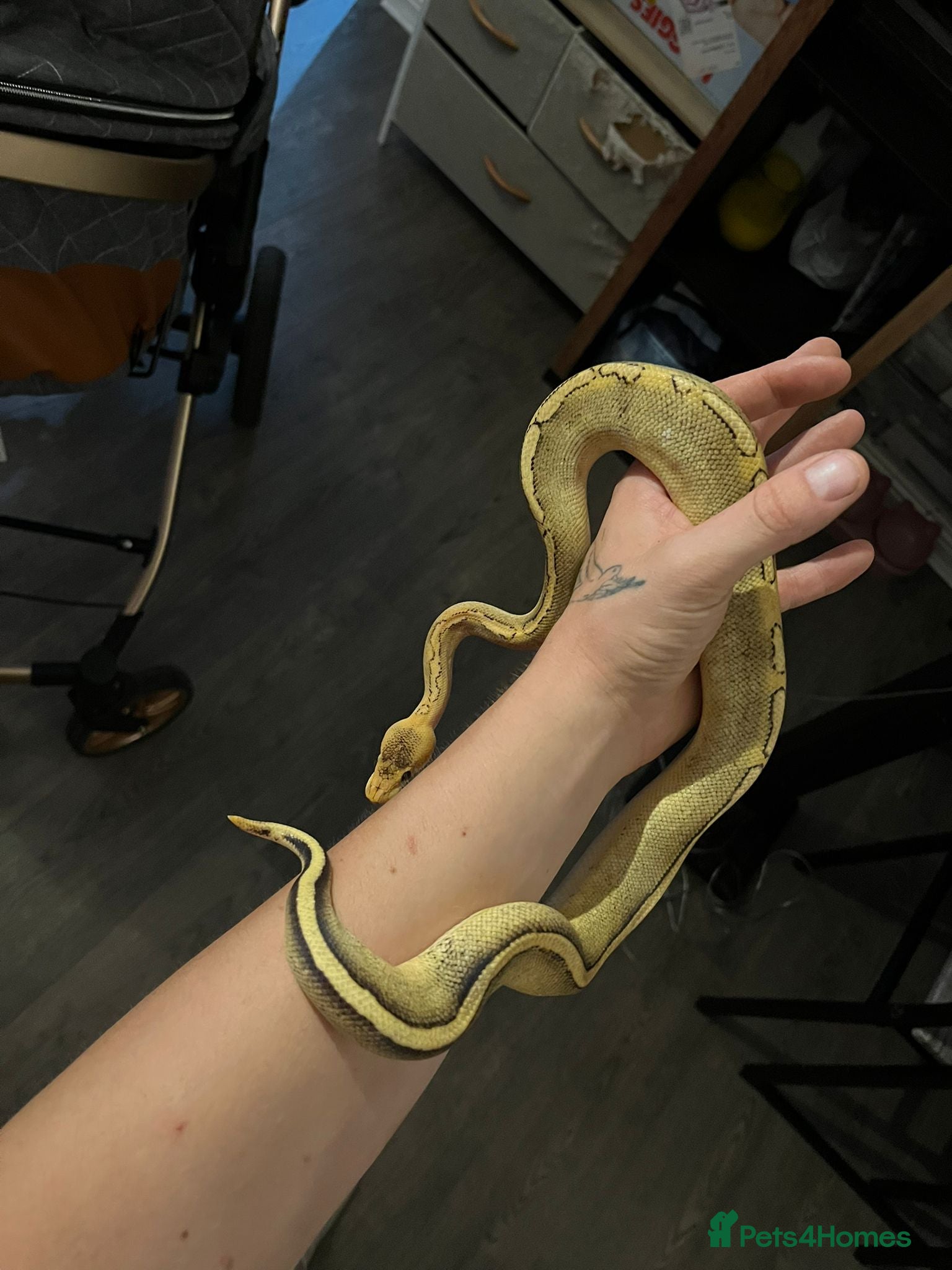 Python Snake reptiles Champagne ball python (With full set-up) - Advert 1