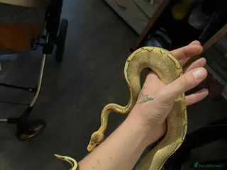 Python Snake reptiles Champagne ball python (With full set-up) - Advert 2