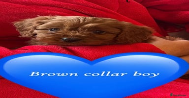 Cavapoo dogs - Advert 7