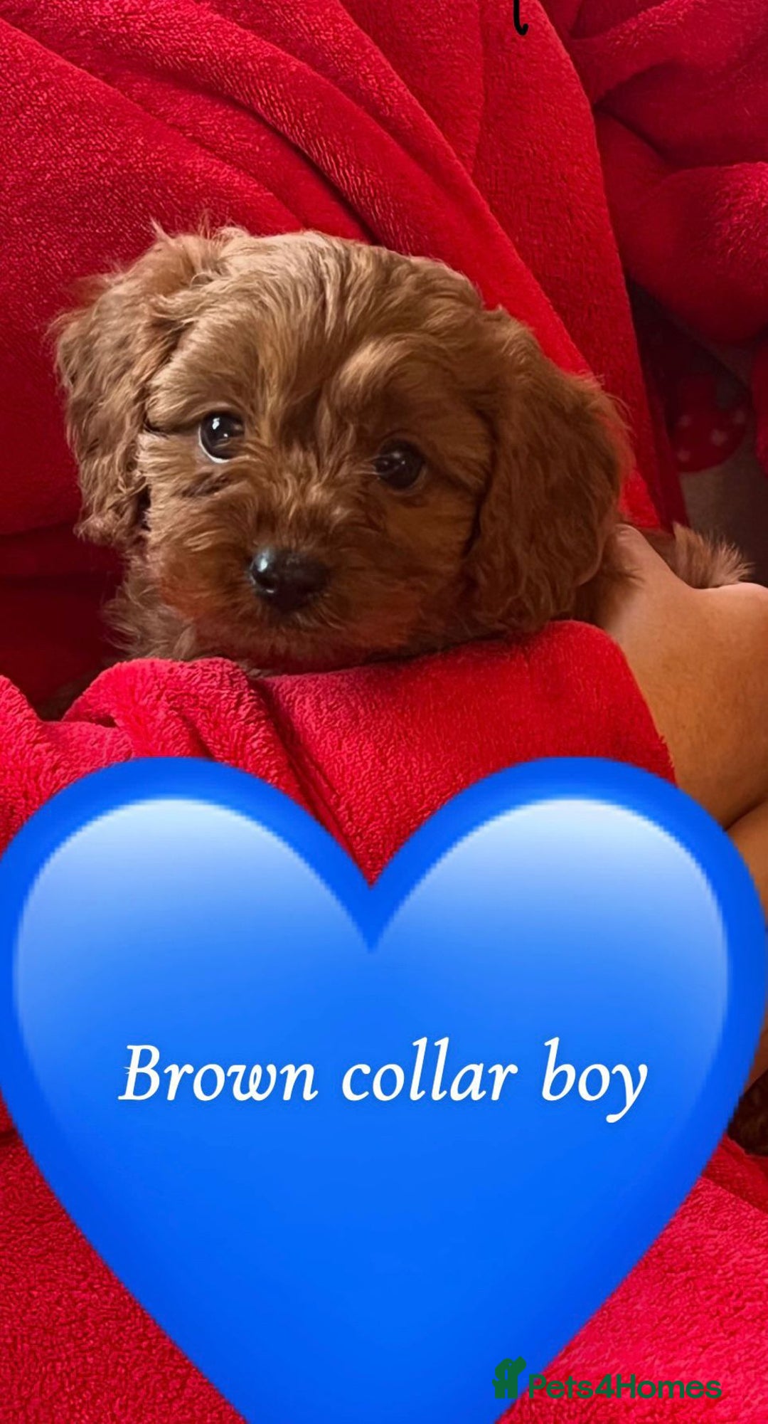Cavapoo dogs for sale: Cavapoo puppies⭐️⭐️ health tested parents ⭐️⭐️⭐️ - Image 4
