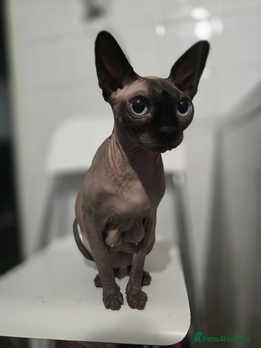 Sphynx cats for sale: Elf sphynx boy  - Advert 10