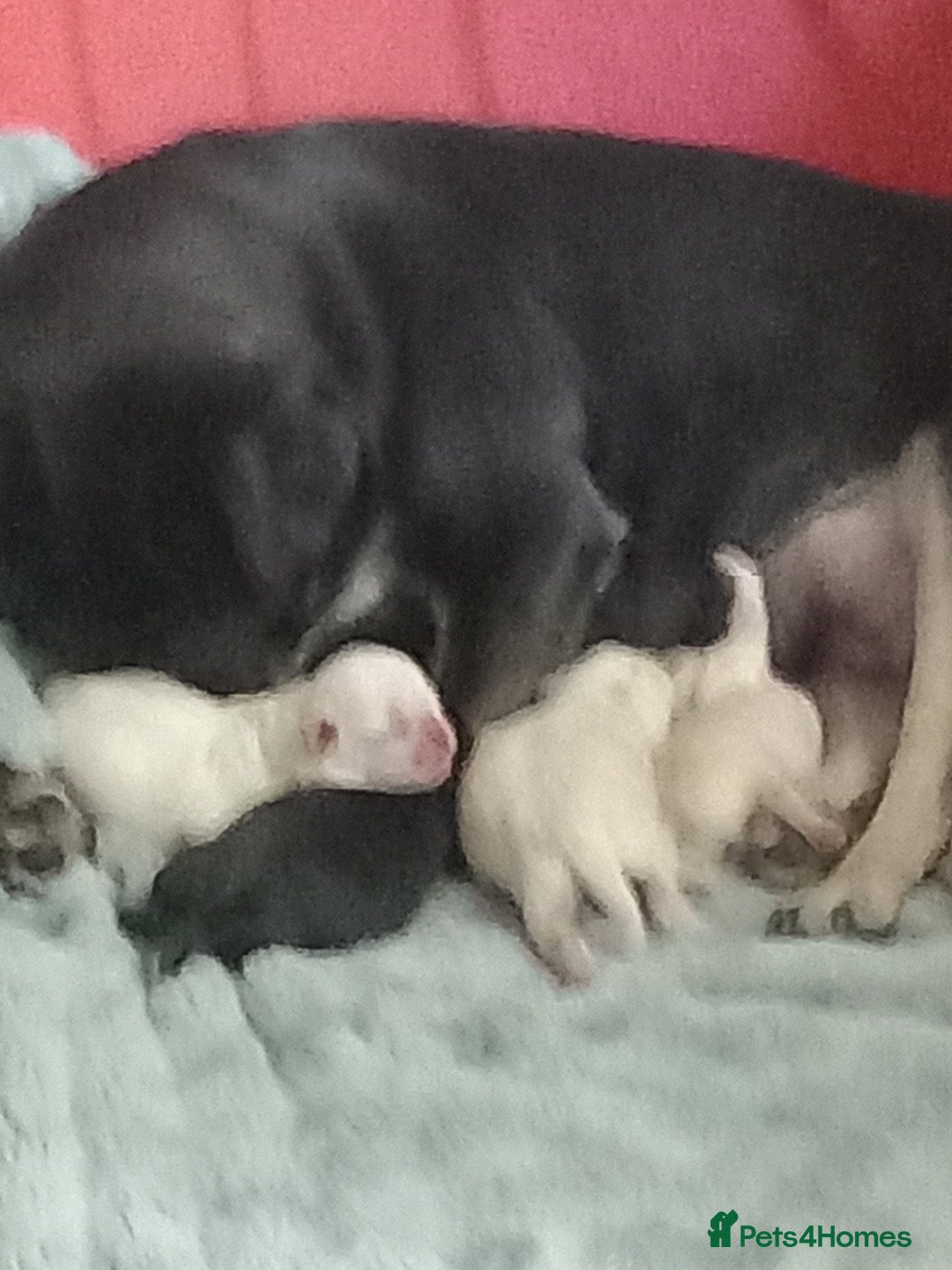 Pug dogs for sale: Stunning white pugs  - Image 4