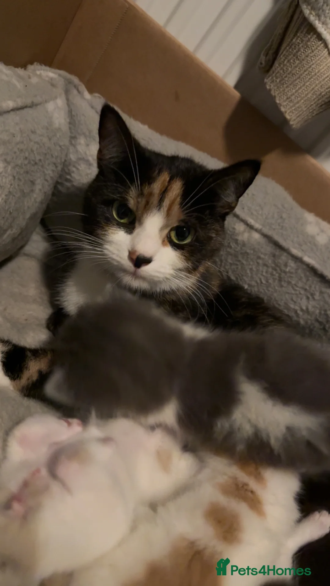 Mixed Breed cats for sale: 4 absolutely gorgeous kittens for sale  in Rotherham - Advert 2