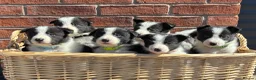 Border Collie dogs for sale: Border Collie Puppies - Advert 3