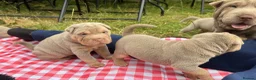 Shar Pei dogs for sale: KC REGISTERED RARE LILAC TAN SHAR-PEI - Advert 21