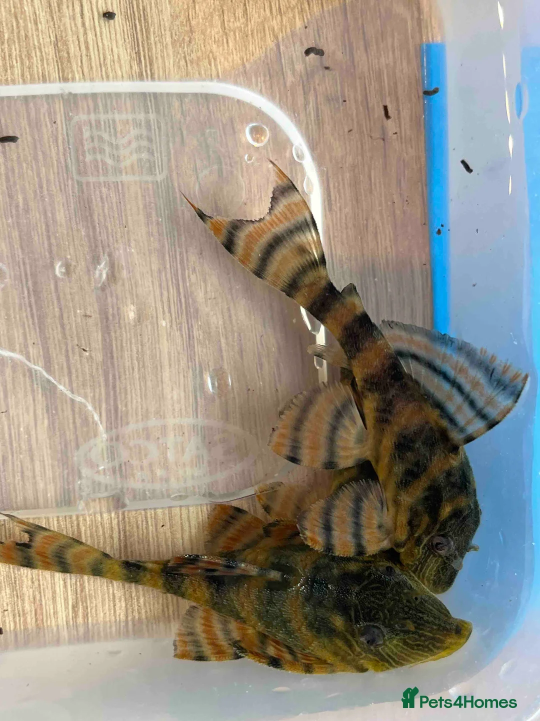 Plecos fish for sale: L397 Alenquer Tiger Plecos - Advert 3