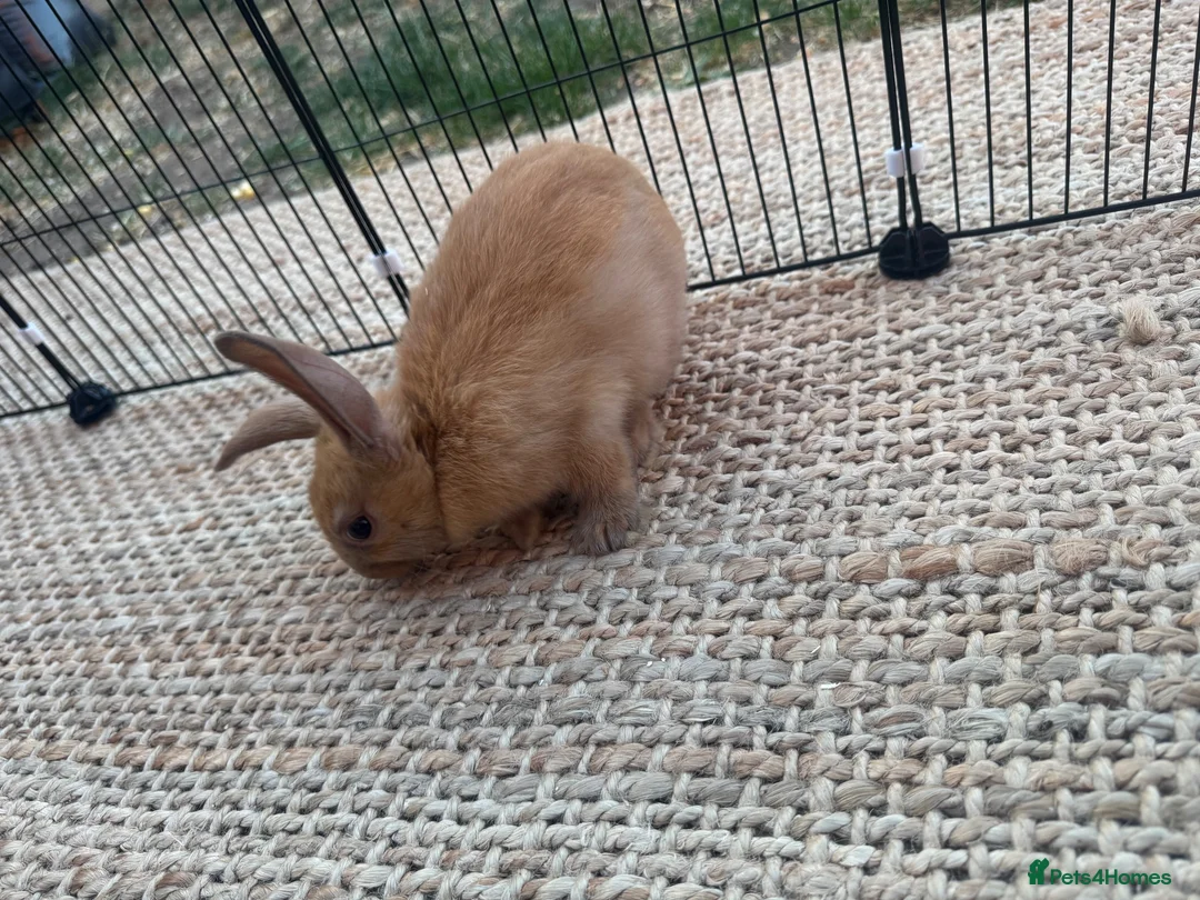 English Lop rabbits for sale: Rabbits  - Advert 7