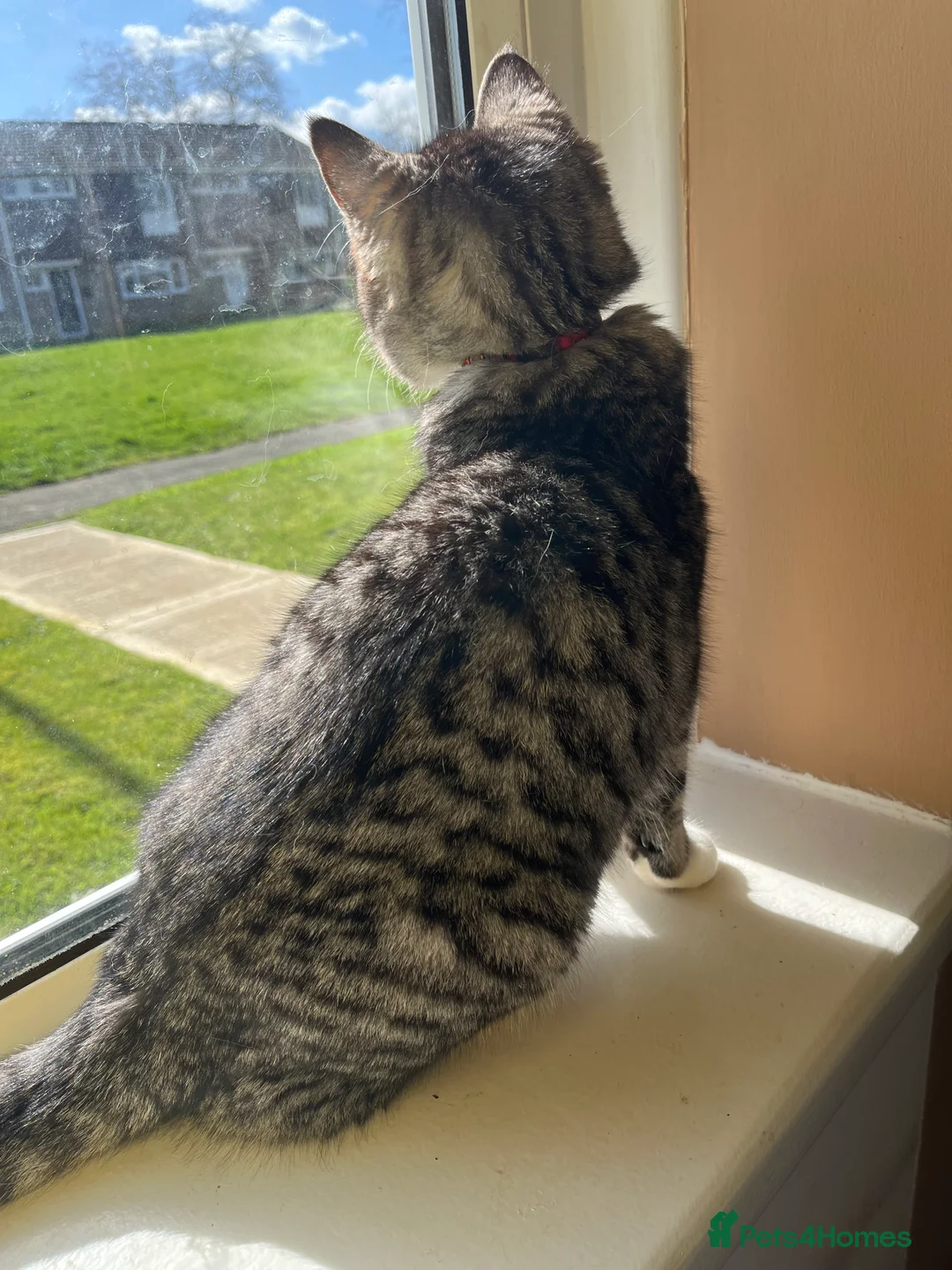 Ragdoll cats for sale: Beautiful Egyptian Mau x Ragdoll Kitten - Advert 3