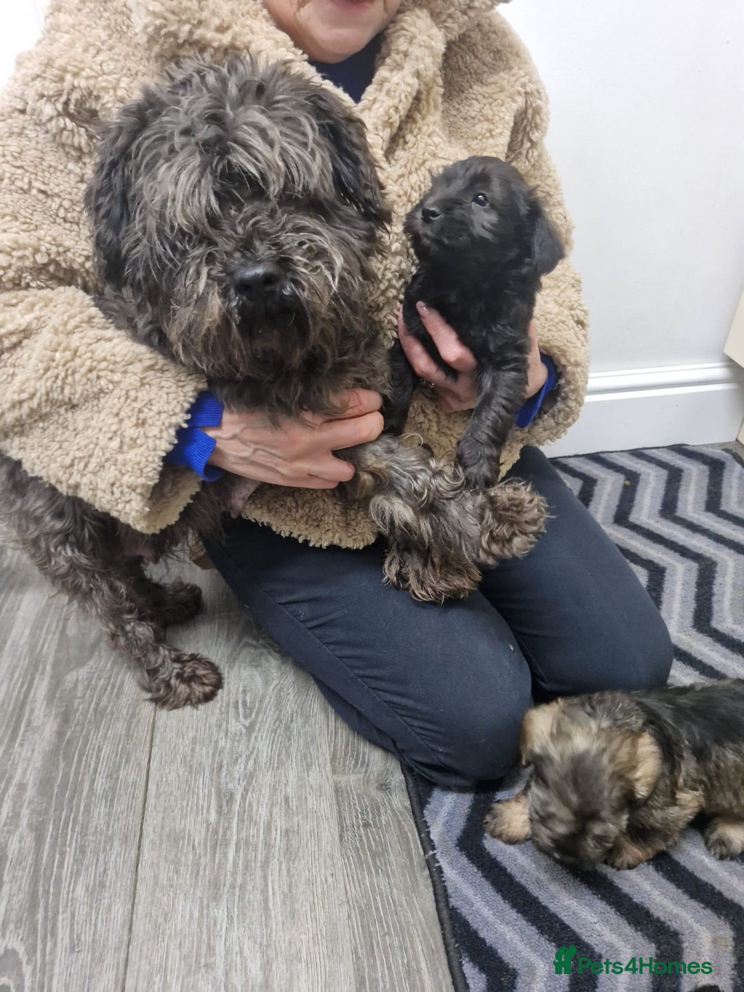 Mixed Breed dogs for sale: F1 schnoodles babies  - Advert 3