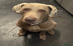 Weimaraner dogs for stud: Cole  - Image 6