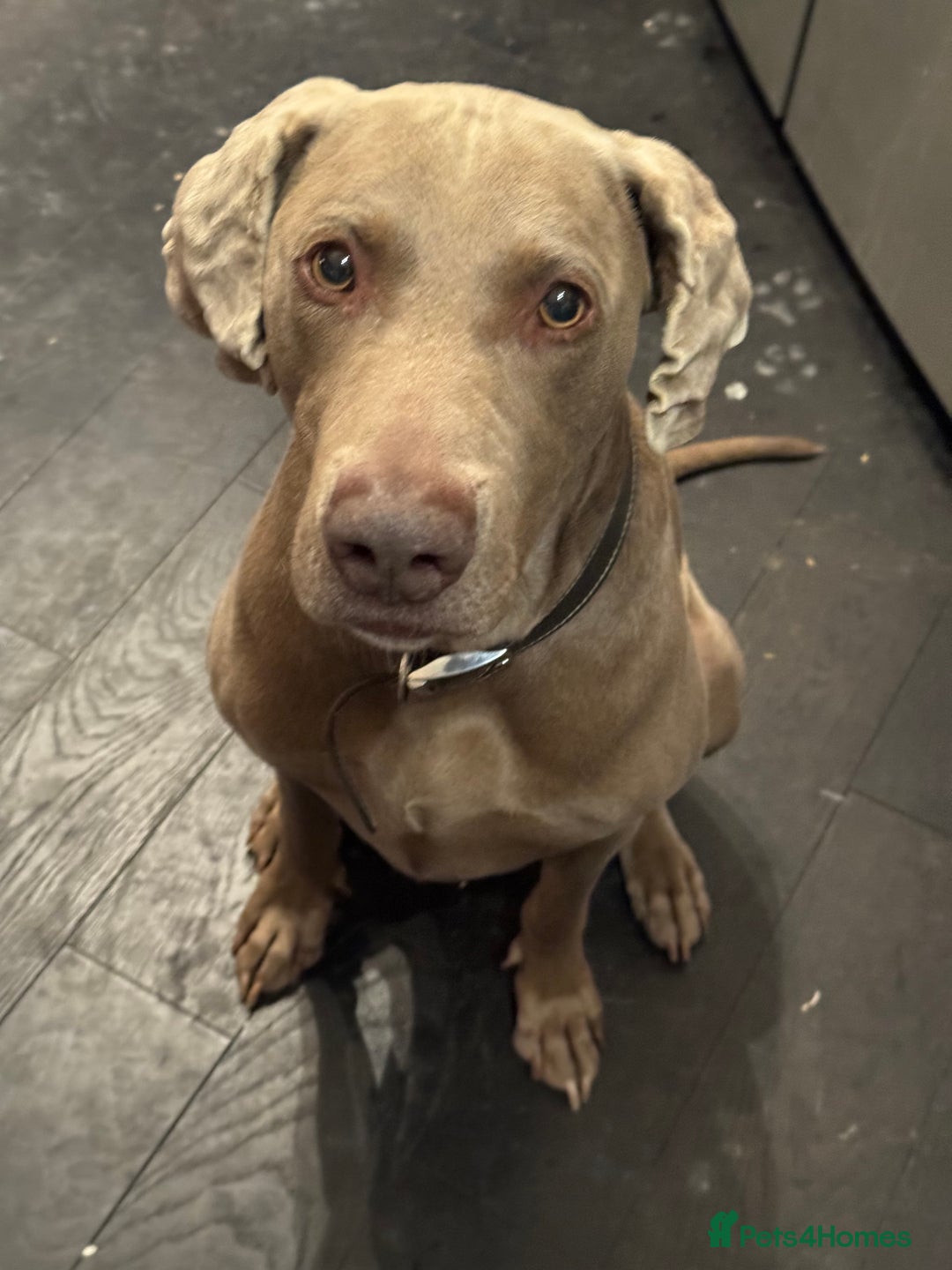 Weimaraner dogs for stud: Cole  - Image 6