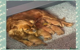 Cavalier King Charles Spaniel dogs for sale: 🧡Beautiful litter of Ruby Cavaliers🧡 - Advert 9