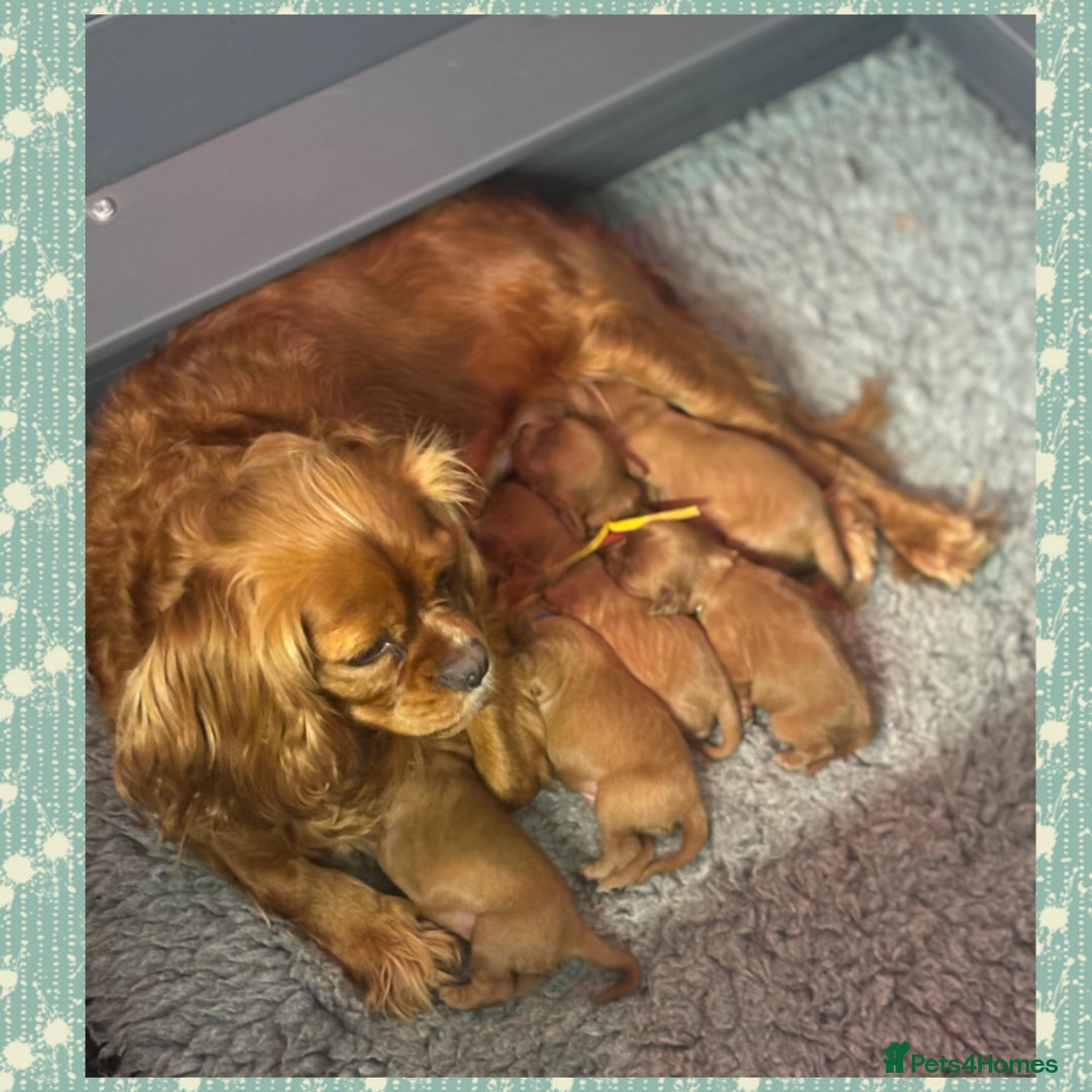 Cavalier King Charles Spaniel dogs for sale: 🧡Beautiful litter of Ruby Cavaliers🧡 - Advert 9