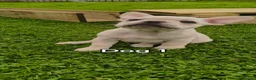 French Bulldog dogs for sale: French bulldogs puppies for sale,KC registered  - Advert 27
