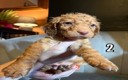 Cockapoo dogs for sale: REDUCED READY NOW TO LEAVE 5 pups left  - Image 5