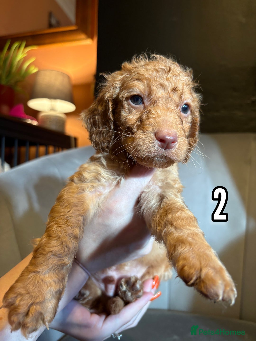 Cockapoo dogs for sale: REDUCED READY NOW TO LEAVE 5 pups left  - Image 5
