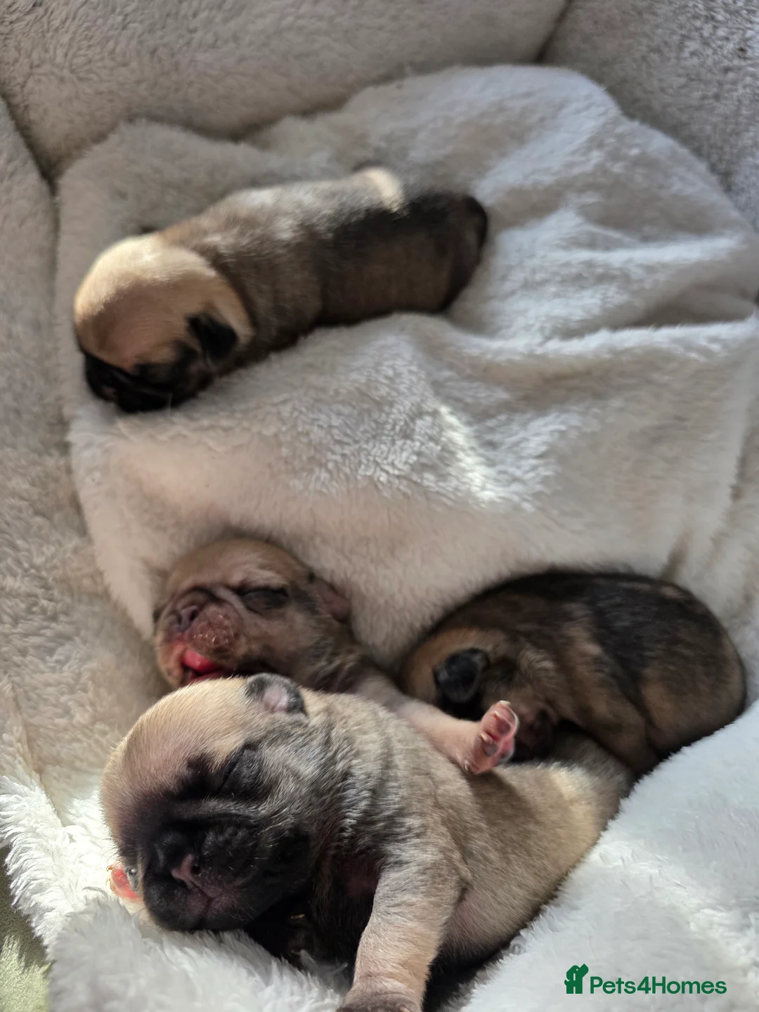 Pug dogs for sale: 4 male puglets for sale - Advert 2