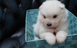 Samoyed dogs for sale: Bundle of joy and fluff - Image 5
