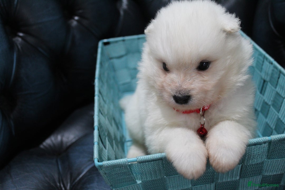 Samoyed dogs for sale: Bundle of joy and fluff - Image 5