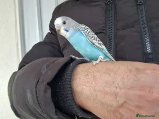 Budgerigars birds Super silly hand tamed baby budgies - Advert 4