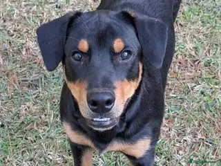 Mixed Breed dogs K9 TRAINED German x Rottweiler mixed breed🍊 - Advert 1
