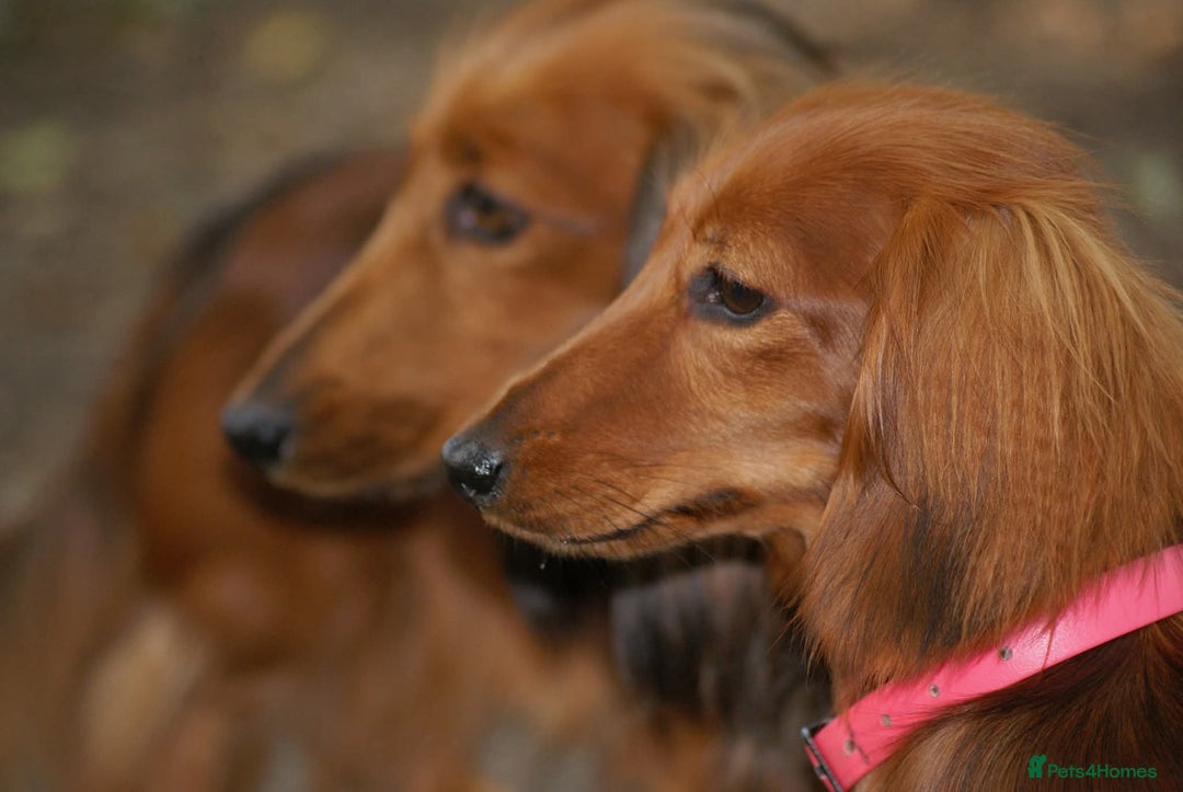 Miniature Dachshund dogs for sale: KC Registered Miniature Longhaired Dachshunds - Advert 12