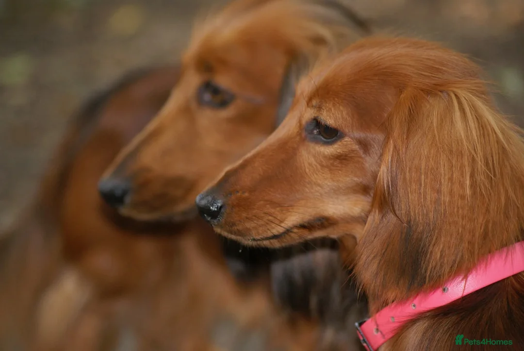 Miniature Dachshund dogs for sale: KC Registered Miniature Longhaired Dachshunds - Advert 6