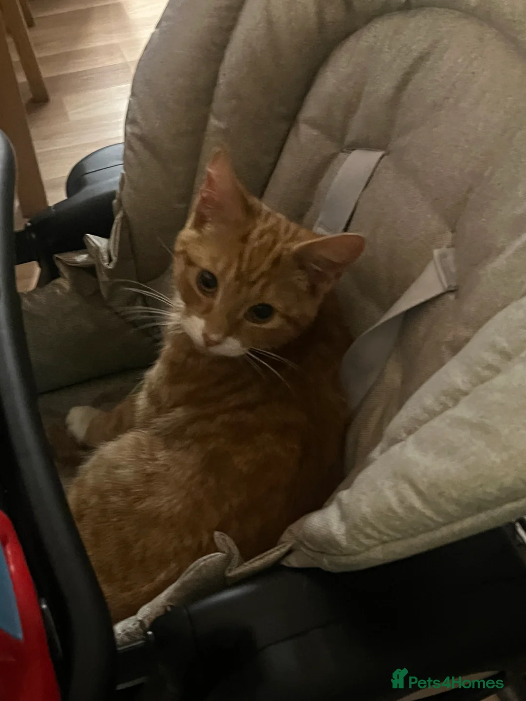 British Shorthair cats for sale: 3 British short hair cats  - Advert 14