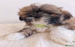 Shih Tzu dogs for sale: Beautiful Shih tzu puppies 🫶🏼 - Image 16