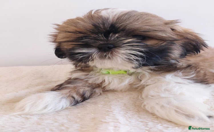Shih Tzu dogs - Advert 2