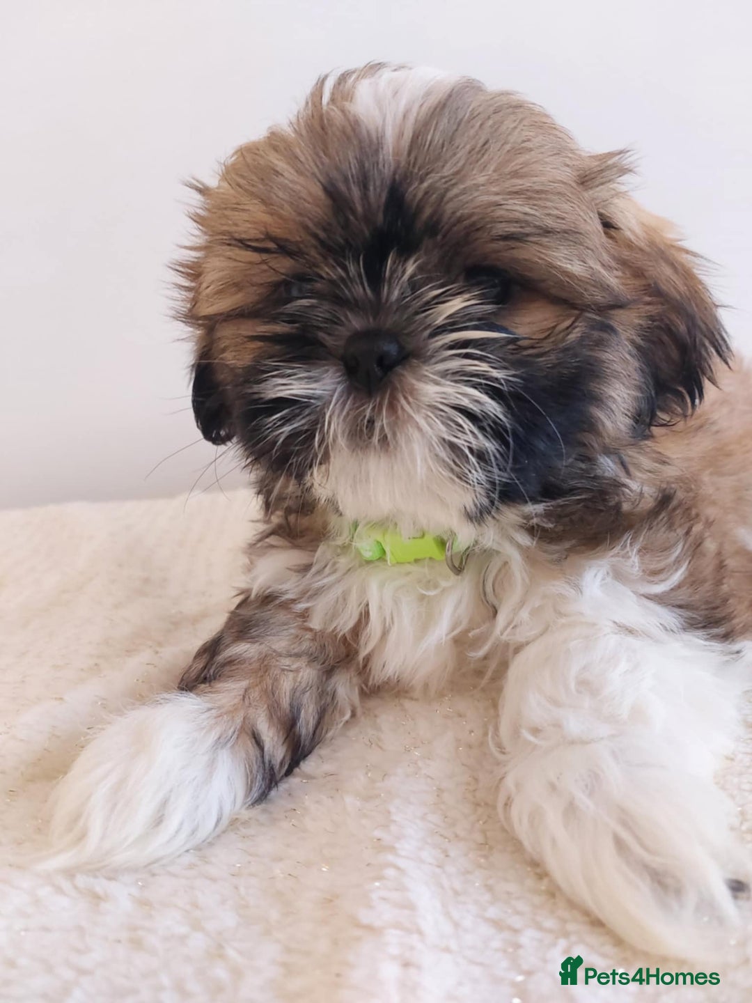Shih Tzu dogs for sale: Beautiful Shih tzu puppies 🫶🏼 - Image 16