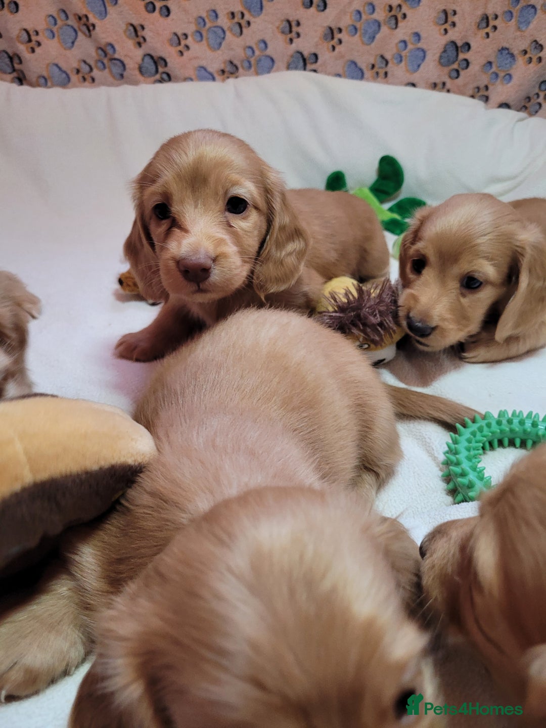 Dachshund dogs for sale: Long Haired KC Miniature Dachshund - Advert 24