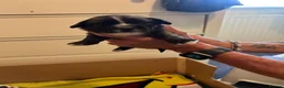 Zuchon dogs for sale: Zuchon puppies looking for forever home £650 in Brentwood - Advert 7