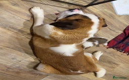 Saint Bernard dogs for sale: Outstanding chunky Saint Bernard puppies for sale - Image 18