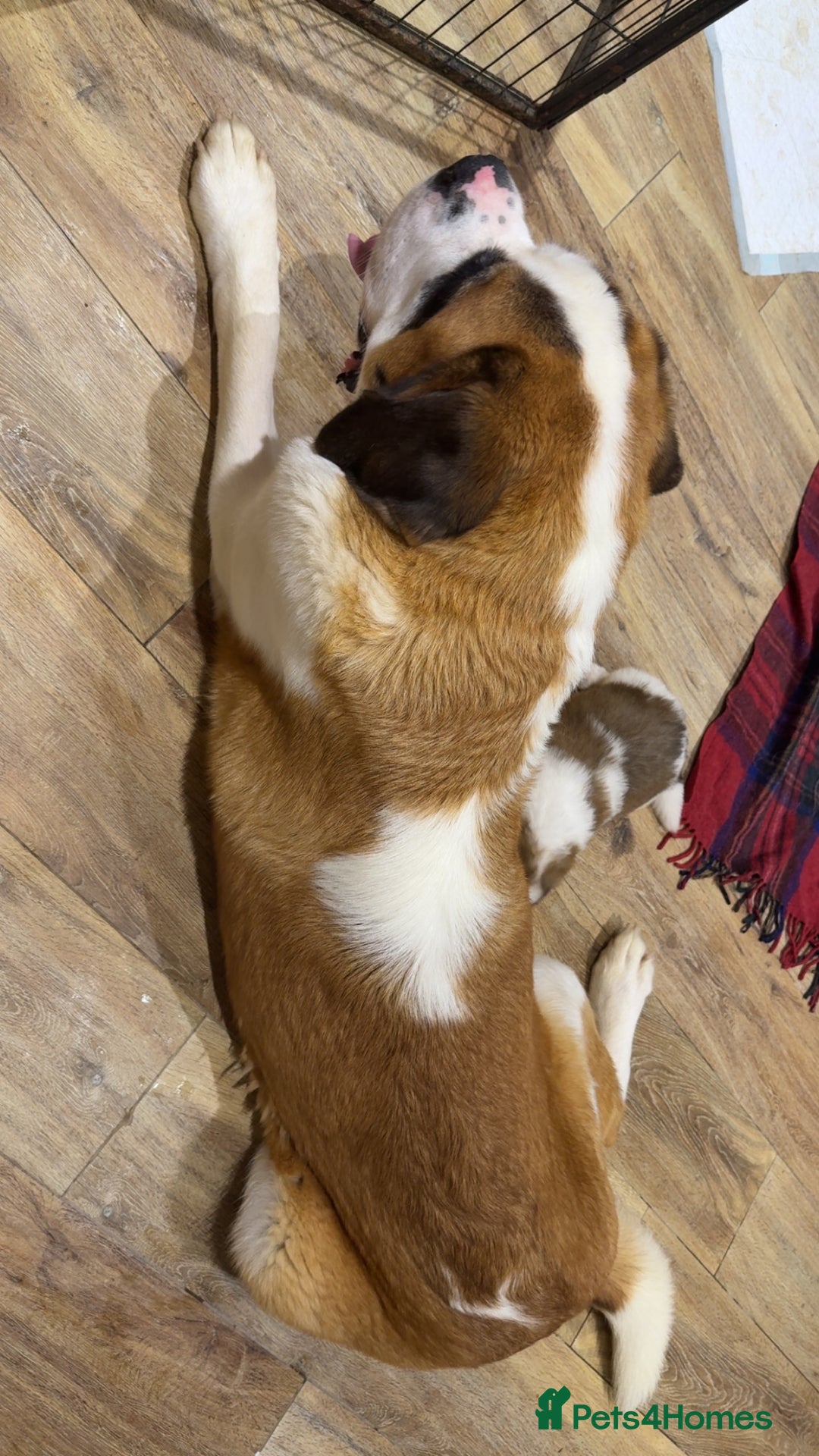 Saint Bernard dogs for sale: Outstanding chunky Saint Bernard puppies for sale - Image 18