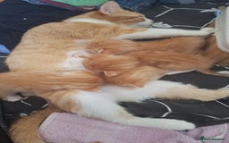 Mixed Breed cats for sale: Kittens ready for forever home - Image 17