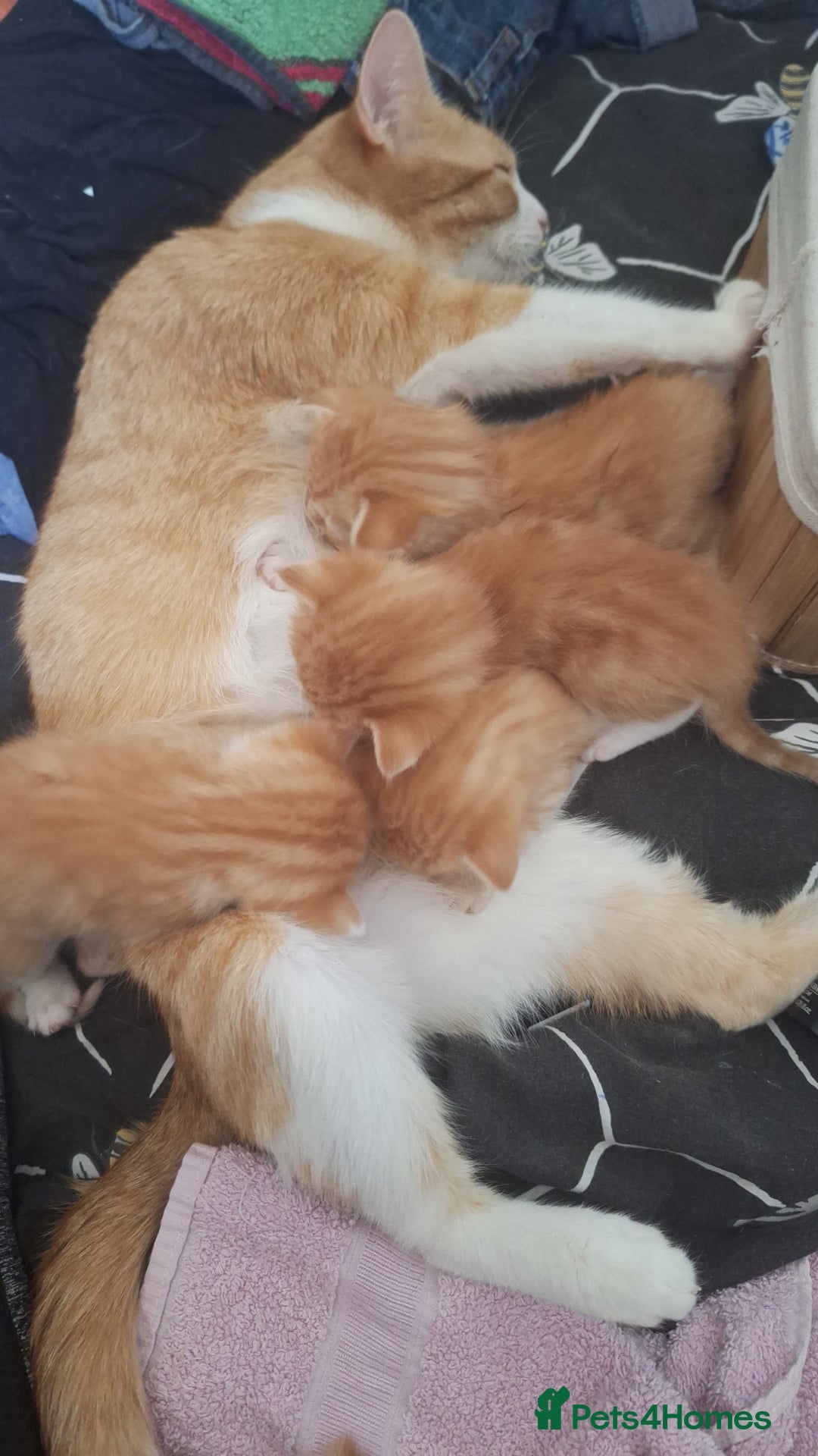 Mixed Breed cats for sale: Kittens ready for forever home - Image 17