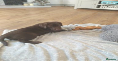 Labrador Retriever dogs - Advert 8