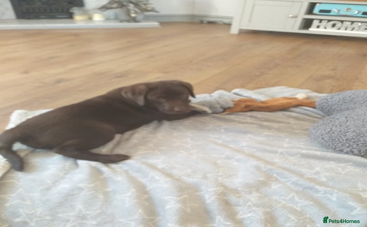 Labrador Retriever dogs - Advert 3