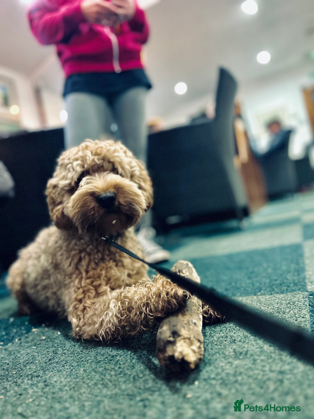 Cockapoo dogs for sale: 3 year old F3 Cockapoo - Image 3