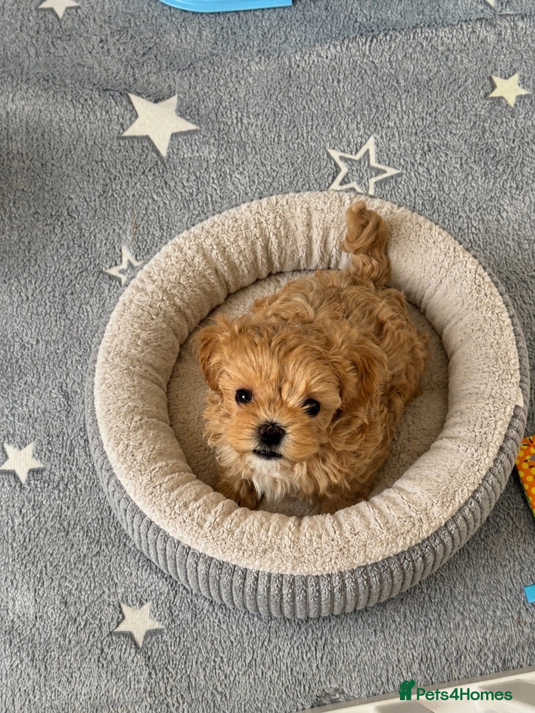 Maltipoo dogs 💎  Luxury  Asian  Maltipoo DNA Tested  Parents 💎 - Advert 10