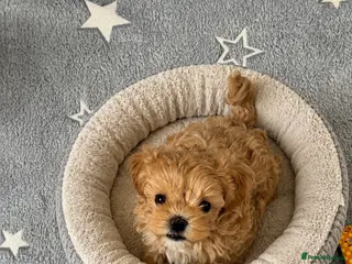 Maltipoo dogs 💎 Luxury Asian Maltipoo DNA Tested Parents 💎 - Advert 10