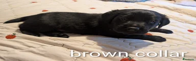 Labrador Retriever 2