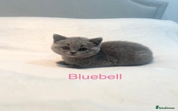 British Shorthair cats for sale: GCCF Registered British Shorthair Girl - Image 3