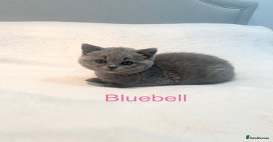 British Shorthair cats - Advert 3