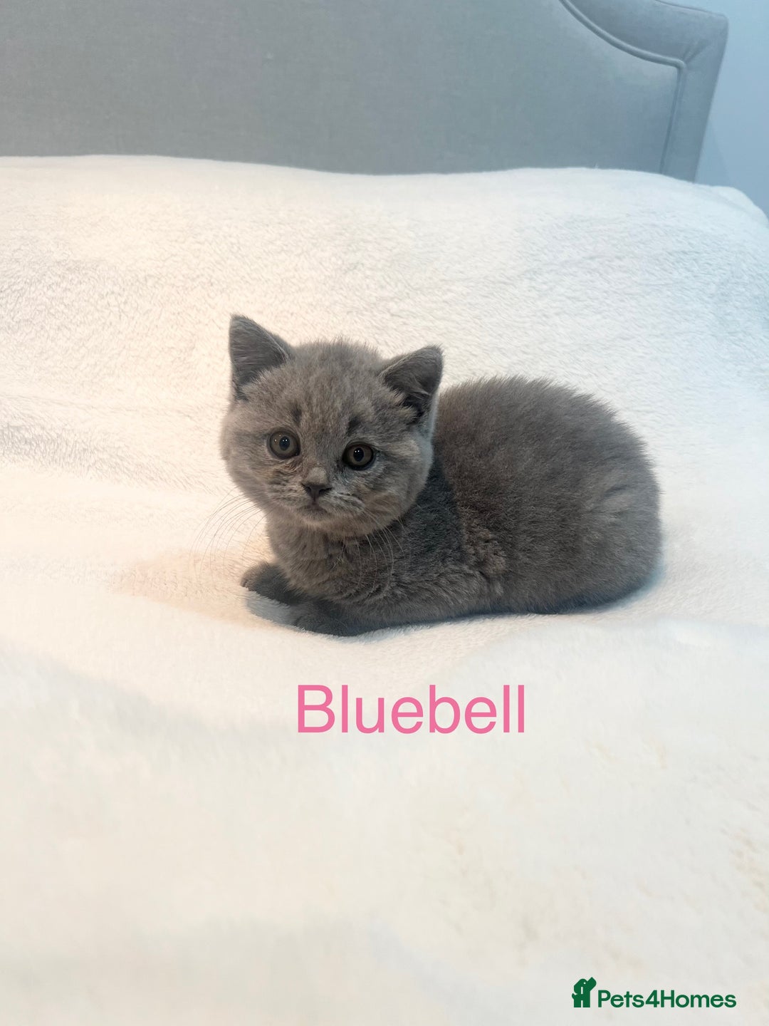 British Shorthair cats for sale: GCCF Registered British Shorthair Girl - Image 3
