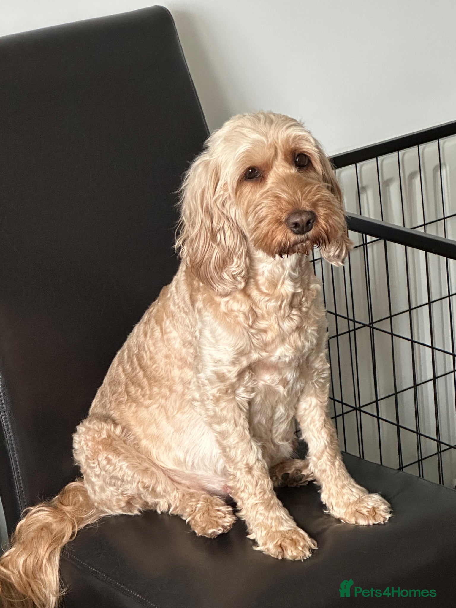 Cockapoo dogs Beautiful cockapoo boy  - Advert 9