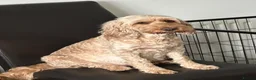 Cockapoo dogs for sale: Beautiful cockapoo boy  - Advert 1