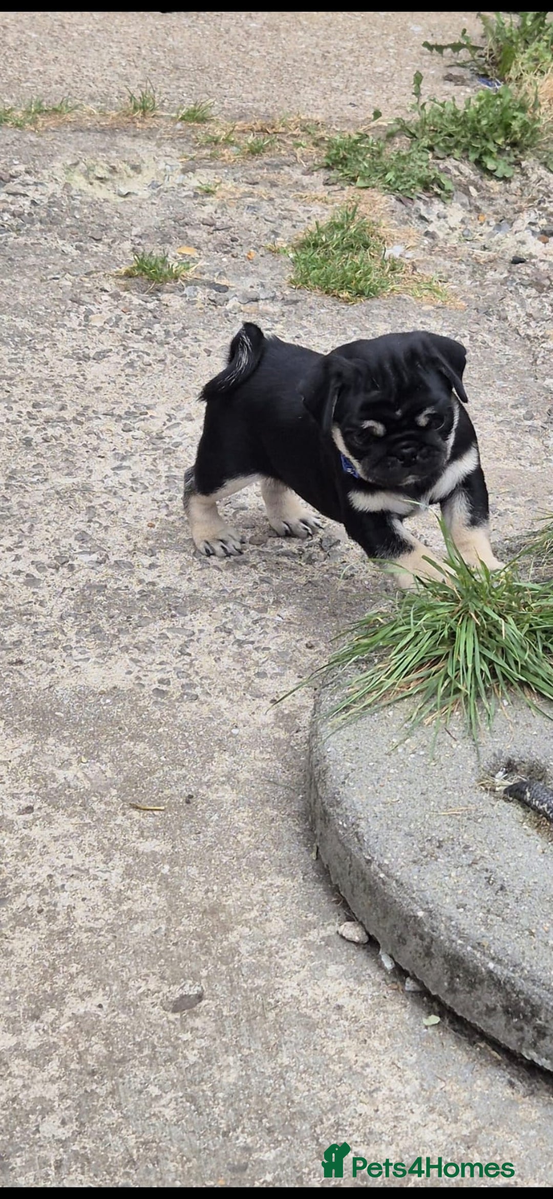 Pug dogs for sale: 2 KC Pug puppies available from a litter of 3. - Image 20